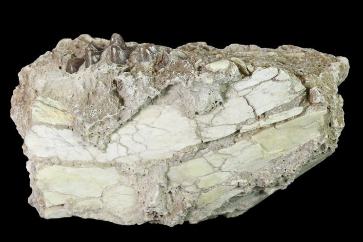 Fossil Horse (Mesohippus) Jaw Section - South Dakota #140902